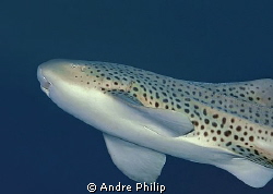 portrait of a leopard shark by Andre Philip 